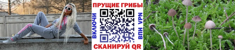 купить наркотики сайты  OMG как войти  Галлюциногенные грибы MAGIC MUSHROOMS  Петропавловск-Камчатский 